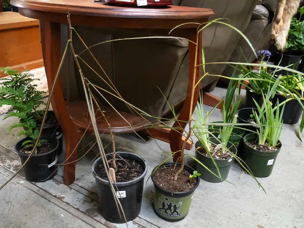 2x potted lancewoods Image 1++