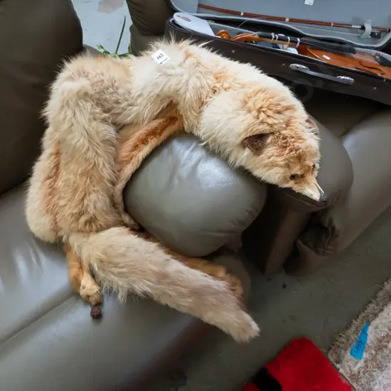 fox fur stole