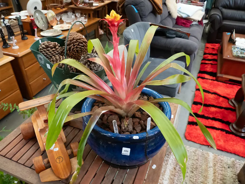 bromeliad in blue planter Image 1++