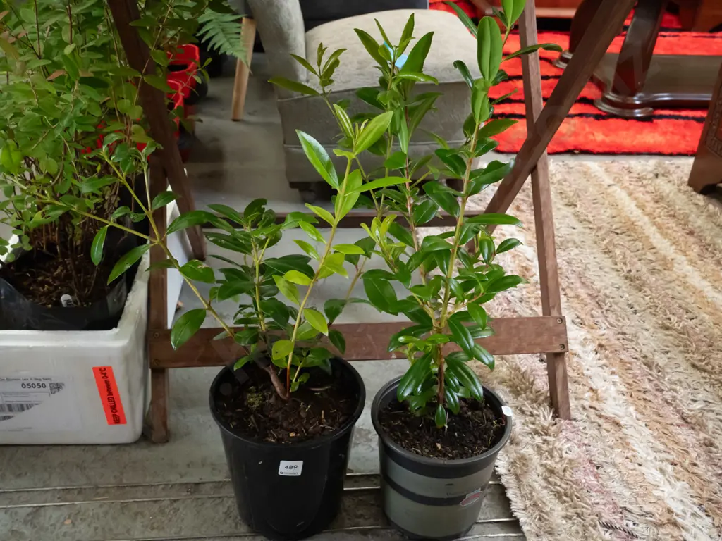 2x potted pohutakawa Image 1++