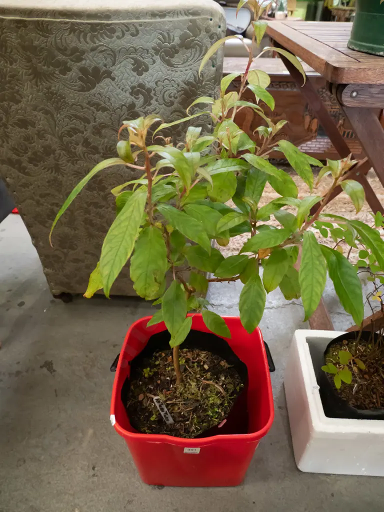 kotukutuku in planter with red bucket Image 1++