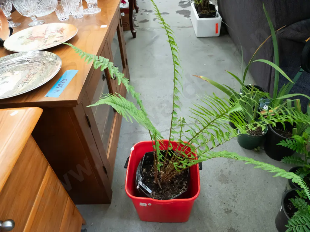 punga in planter bag and bucket Image 1++