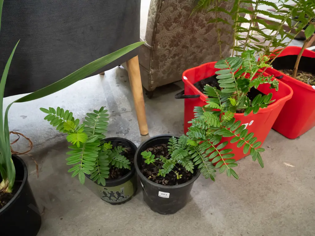2x potted kakas beaks Image 1++
