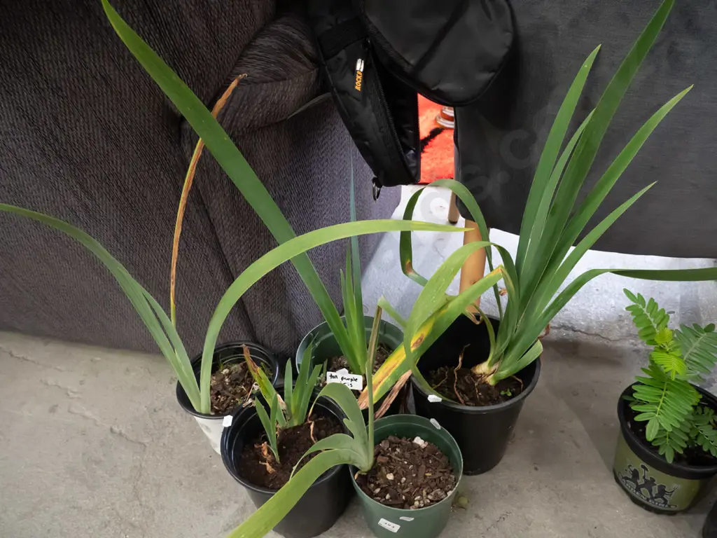 5x potted purple irises Image 1++