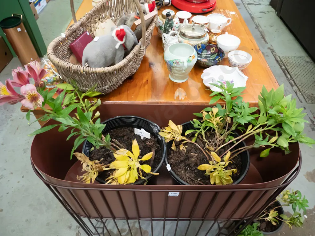 2x potted alstroemeria Image 1++