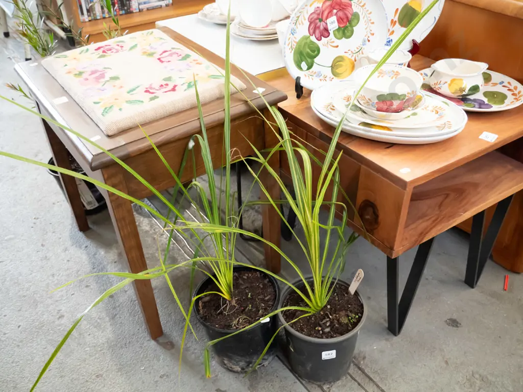 2x potted cabbage trees Image 1++