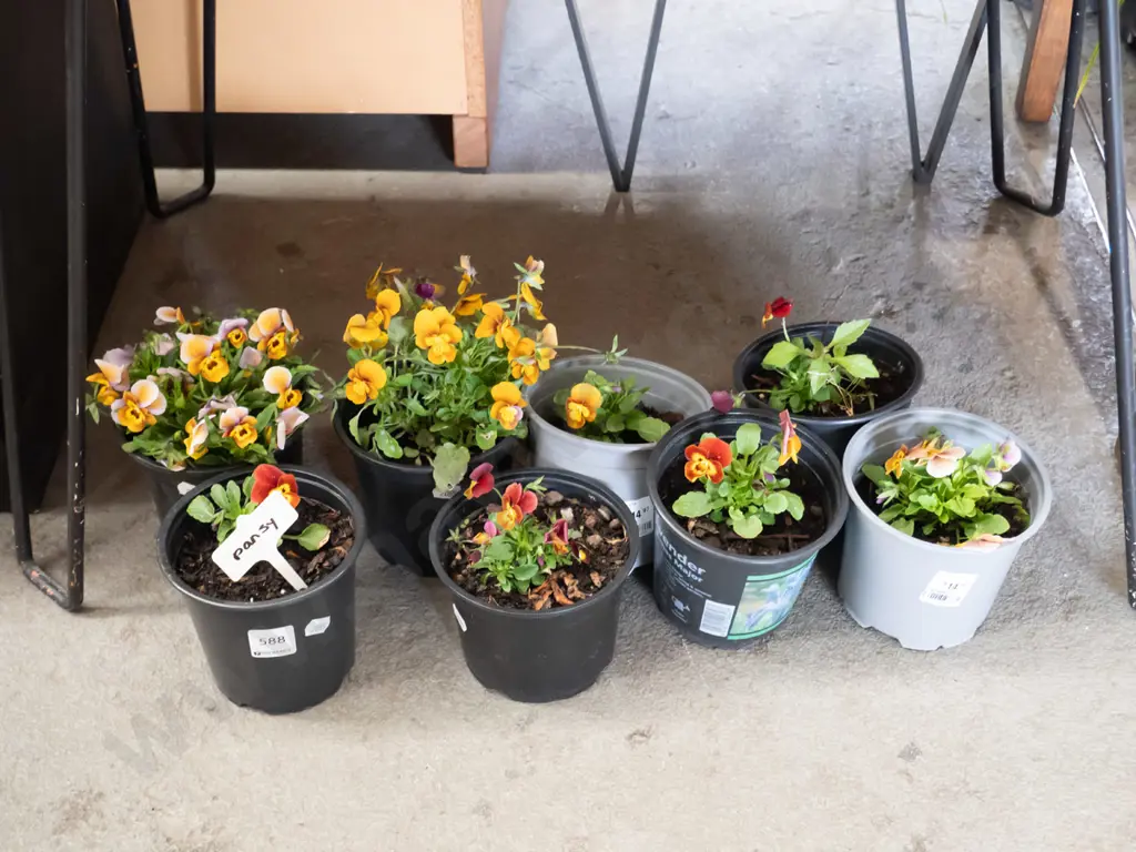8x potted pansies Image 1++