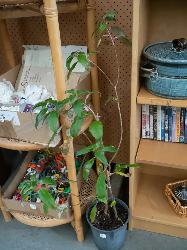 potted fuschia Image 1++