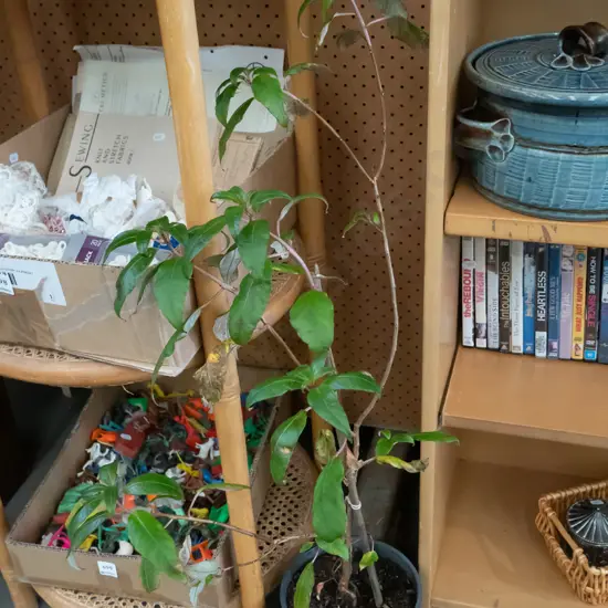 potted fuschia