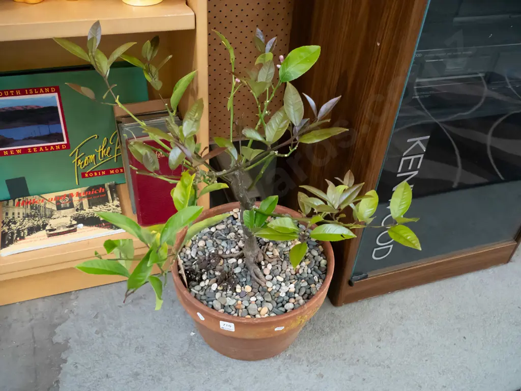 bonsai lemon tree Image 1++