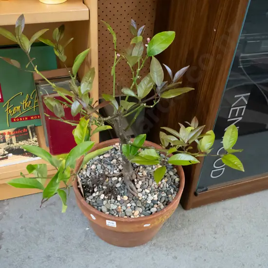 bonsai lemon tree