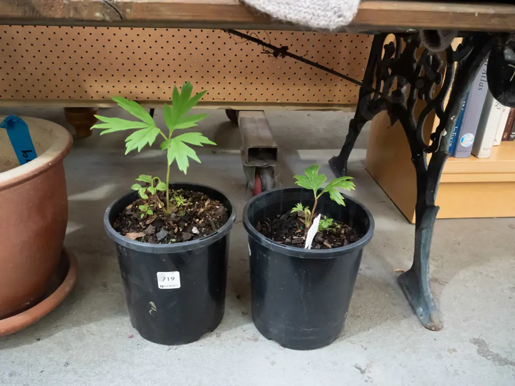 2x potted tree peonies Image 1++