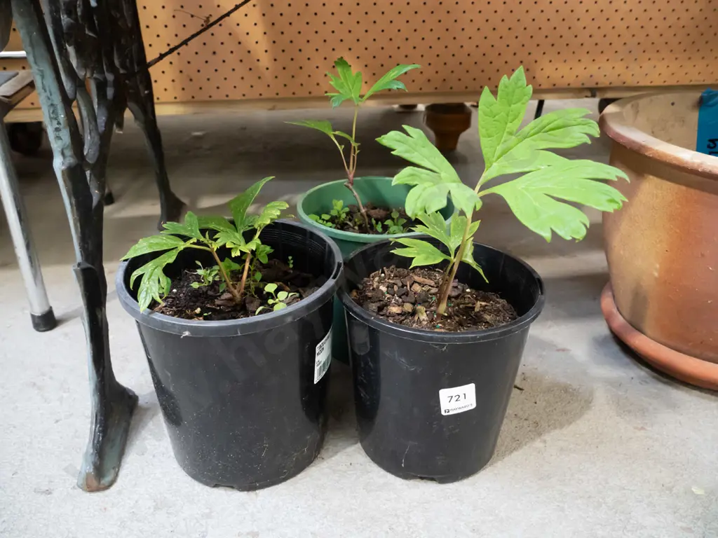 3x potted tree peonies Image 1++