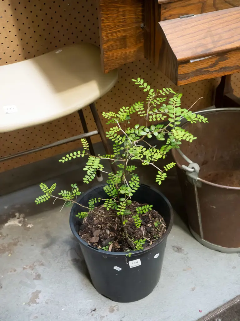 potted kowhai Image 1++