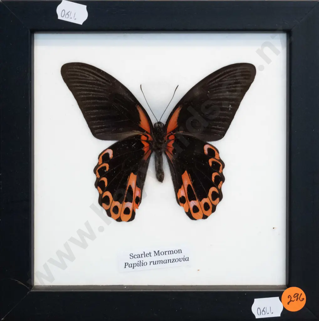 framed Scarlet Mormon butterfly - frame is H-185 W-185 Image 1++