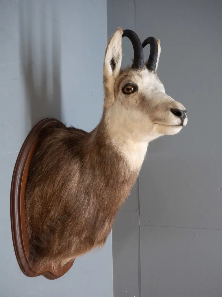 taxidermy chamois head mounted to timber board H600 W300 Image 1++