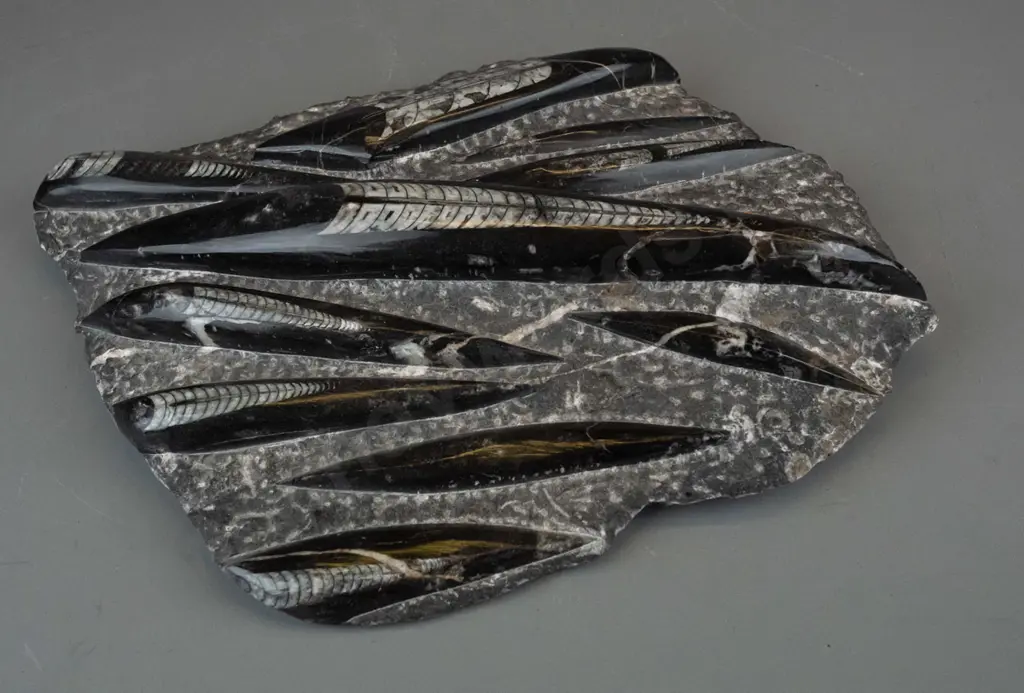 group of orthoceras fossils embedded in stone - H-70 W-300 D-280 Image 1++