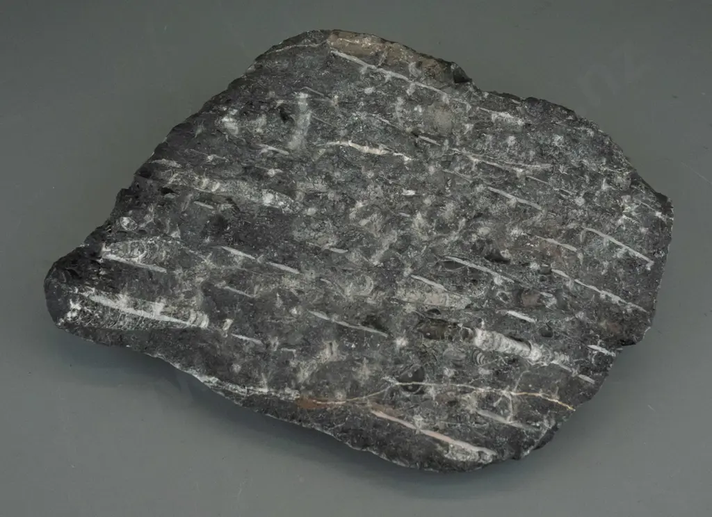 group of orthoceras fossils embedded in stone - H-70 W-300 D-280 Image 1++