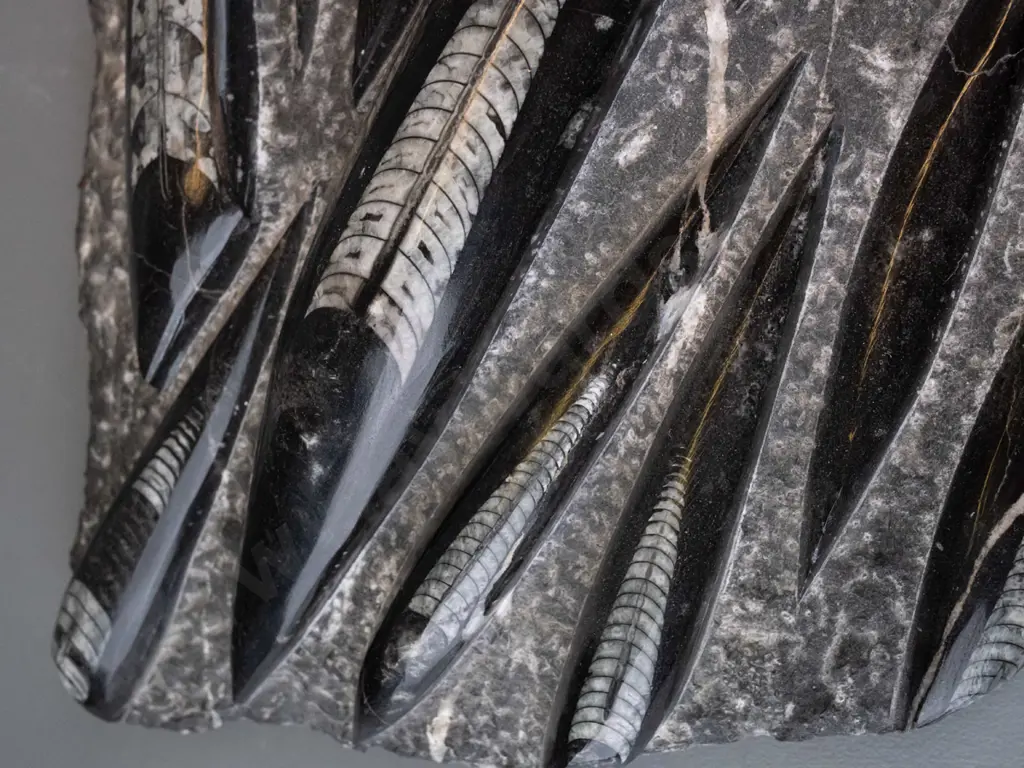 group of orthoceras fossils embedded in stone - H-70 W-300 D-280 Image 1++