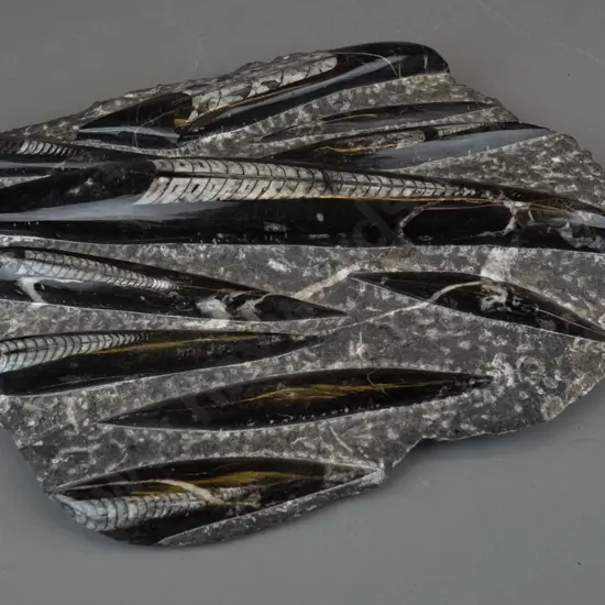 group of orthoceras fossils embedded in stone - H-70 W-300 D-280