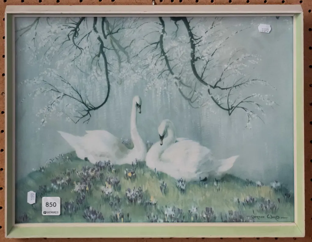 framed Vernon Ward  print - swans H-285 W-380 Image 1++
