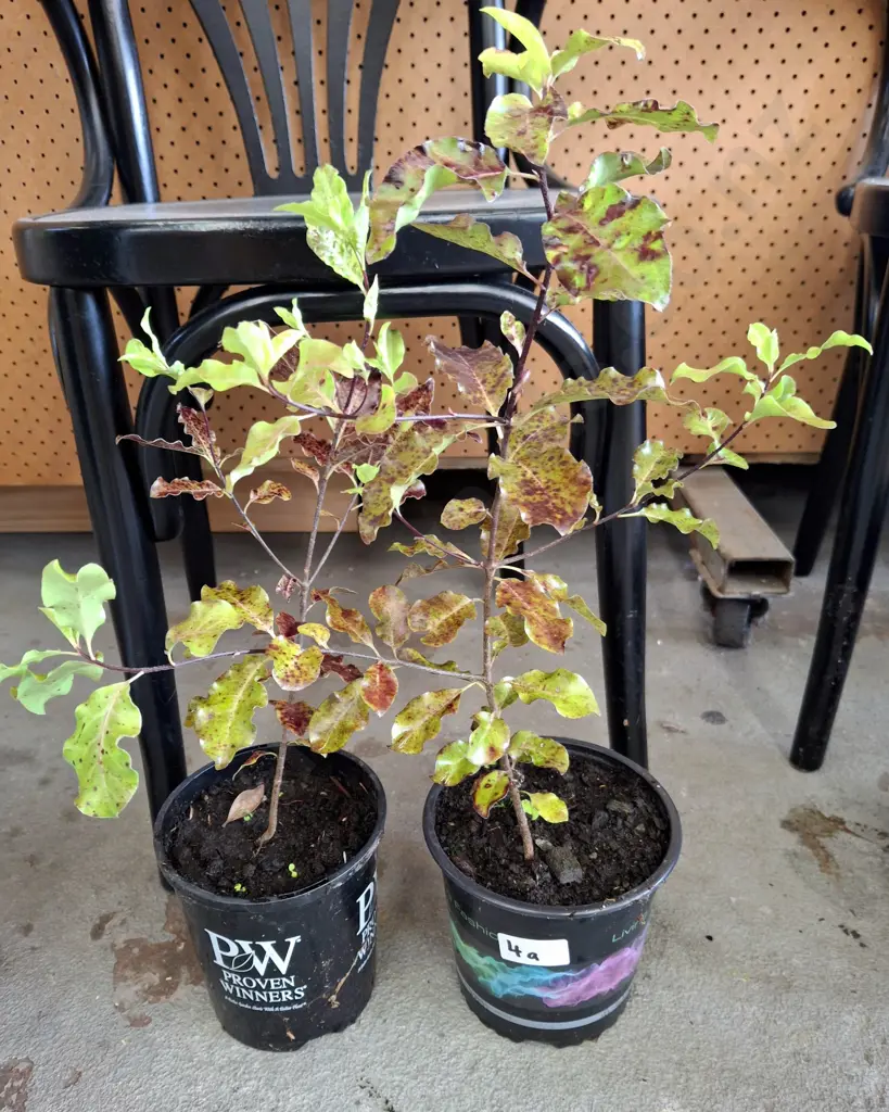 2x potted coprosma Image 1++