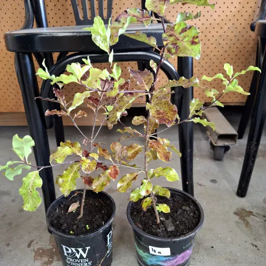 2x potted coprosma