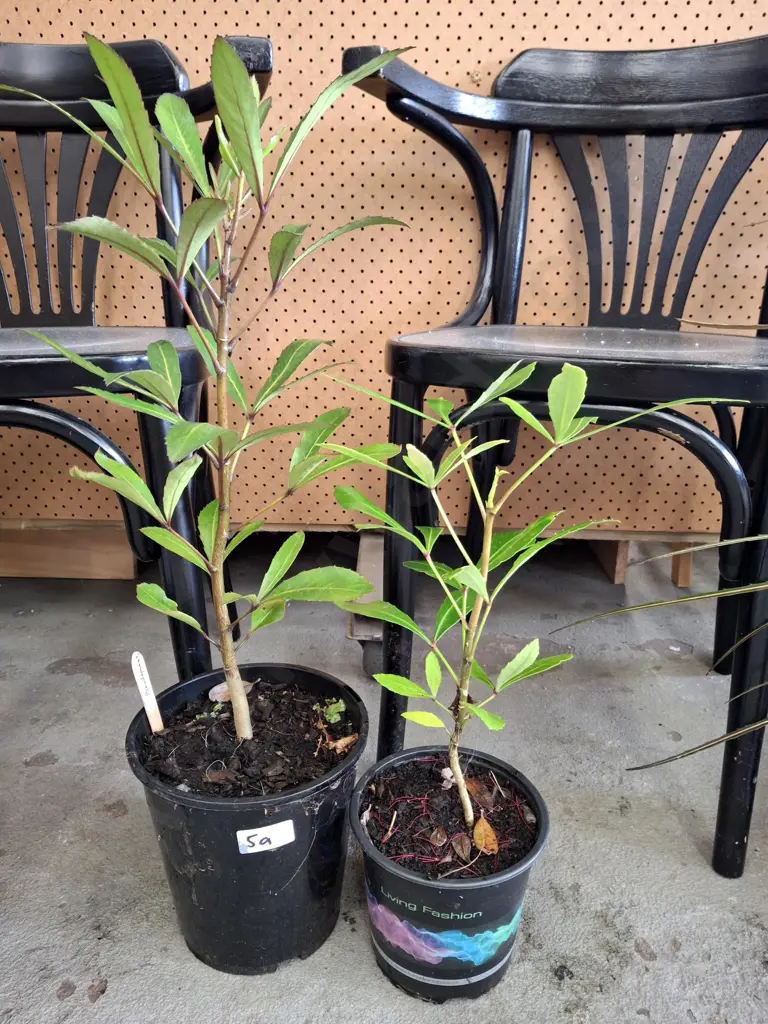 2x potted pseudopanax Image 1++