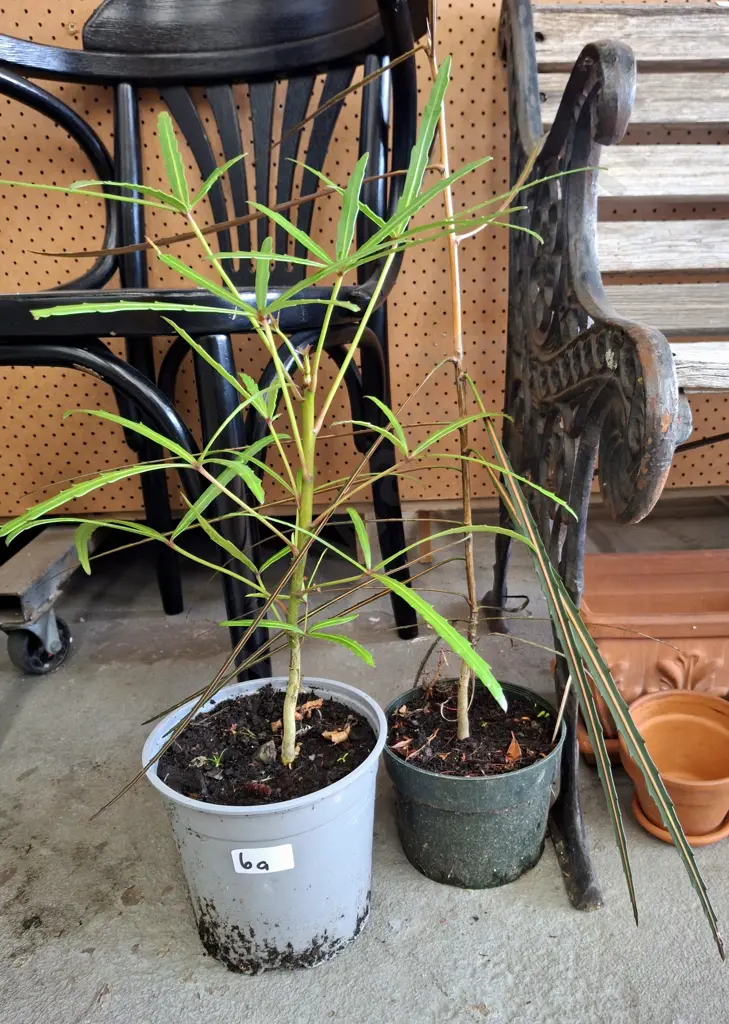 2x potted lancewoods Image 1++