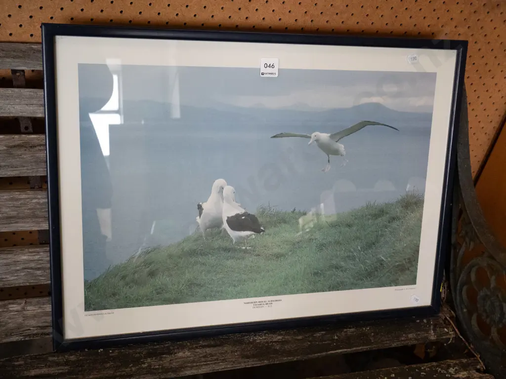 framed albatross print Image 1++