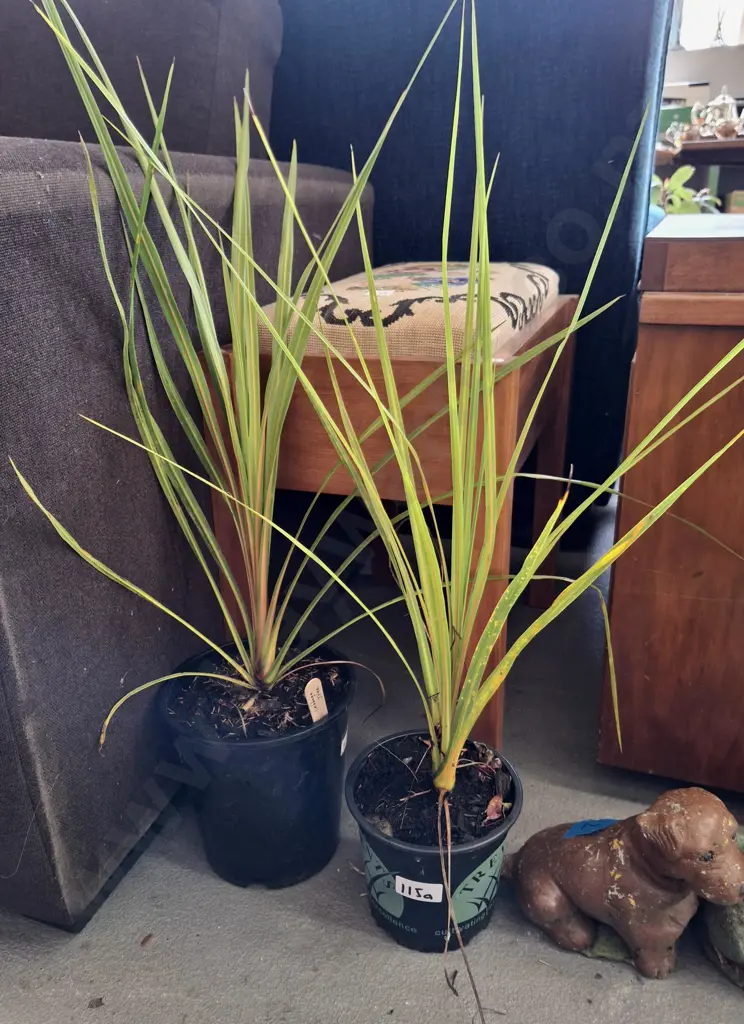 2x potted cabbage trees Image 1++