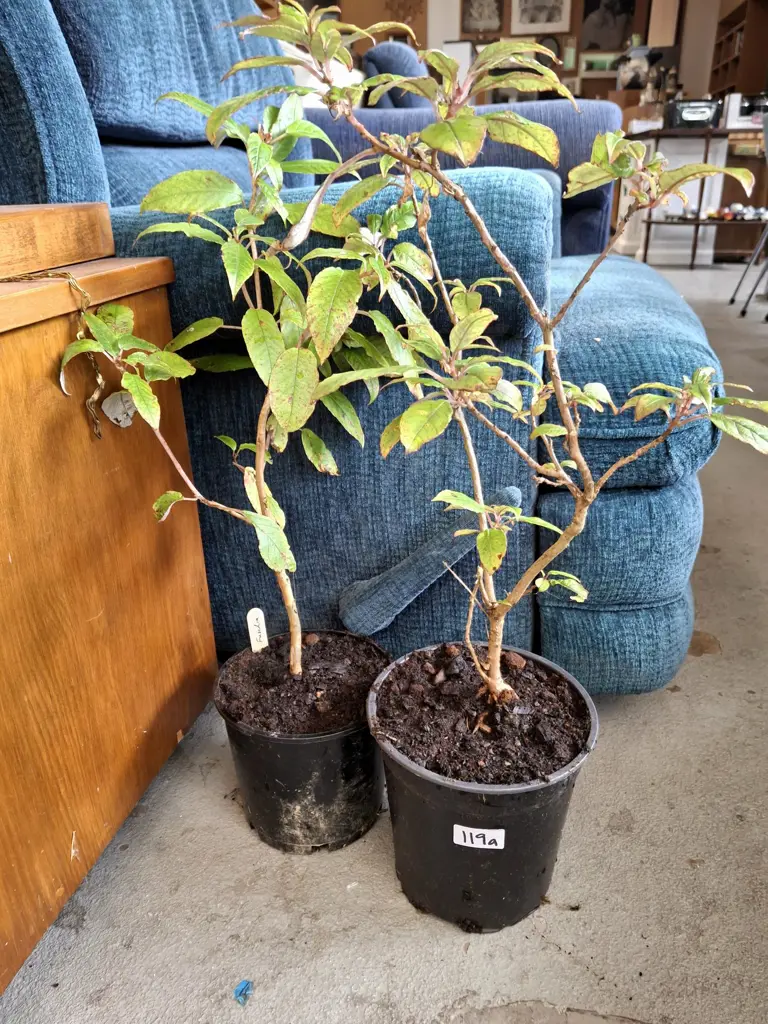 2x potted fuchsia Image 1++
