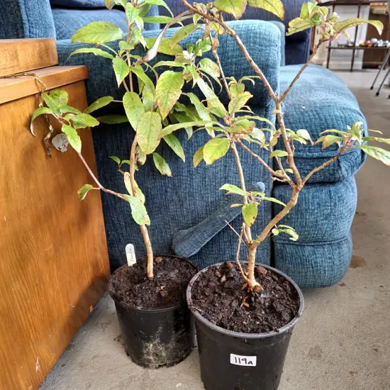 2x potted fuchsia