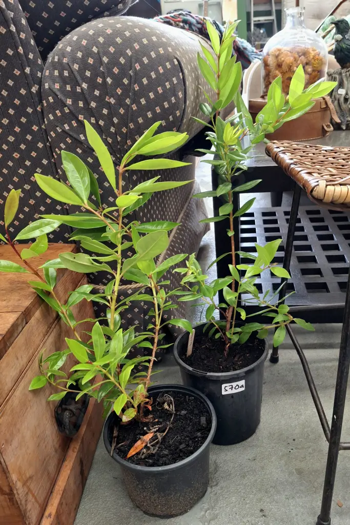 2x potted pohutukawa Image 1++