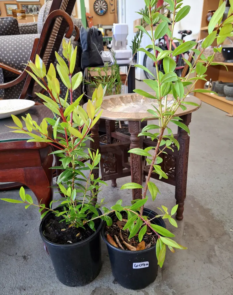 2x potted pohutukawa Image 1++