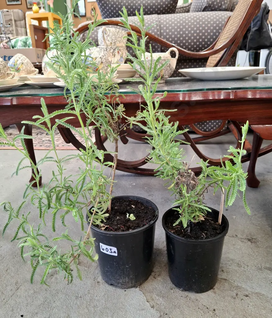 2x potted lavender Image 1++