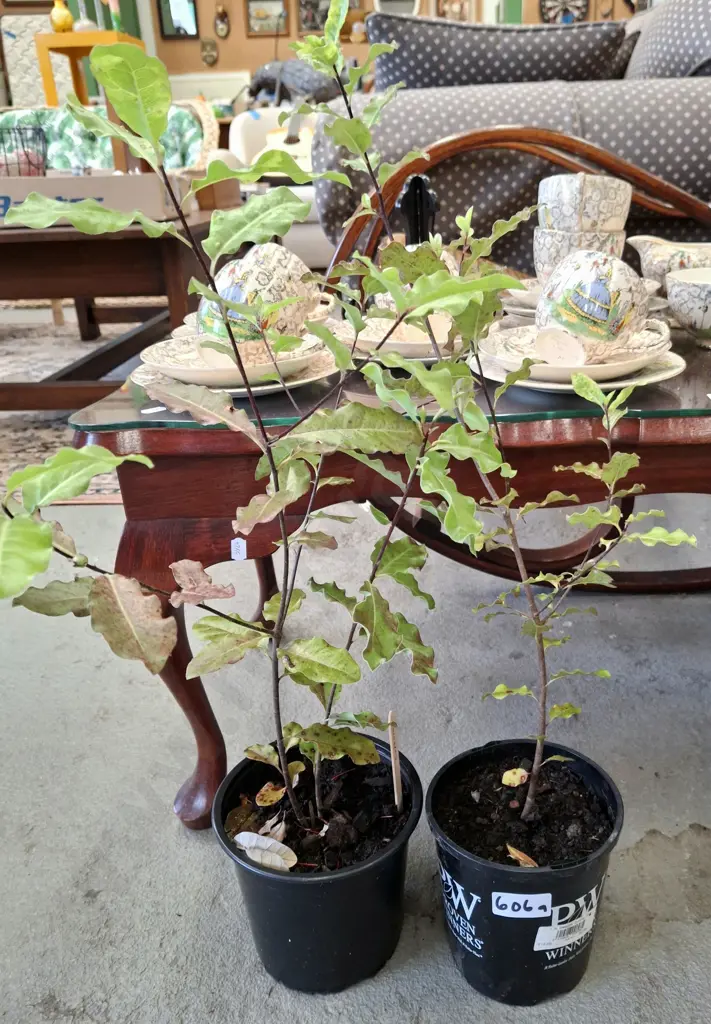 2x potted coprosma Image 1++
