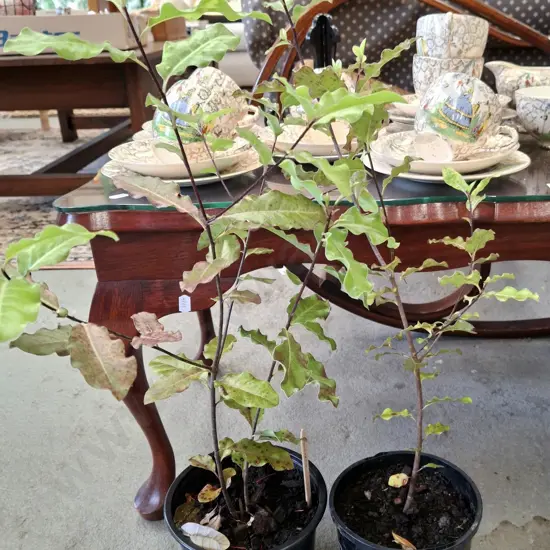 2x potted coprosma