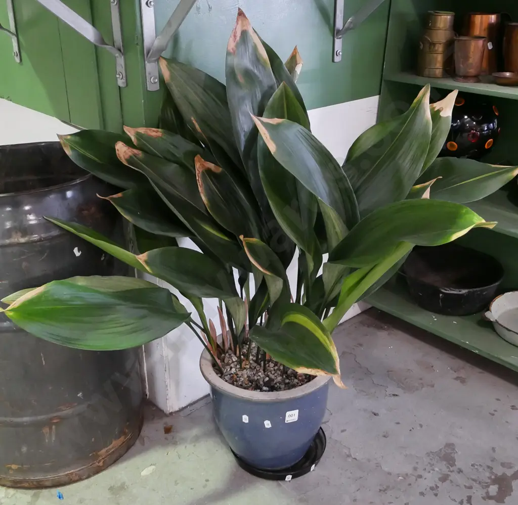 indoor plant in glazed blue planter Image 1++