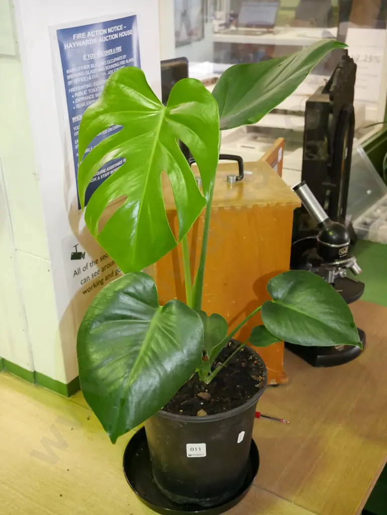 potted indoor plant - monstera Image 1++