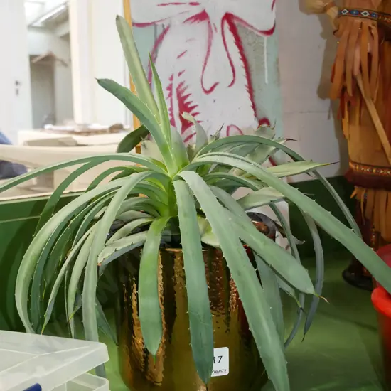 succulent in all over gold jardiniere