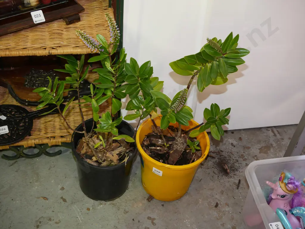 2x potted hebes Image 1++