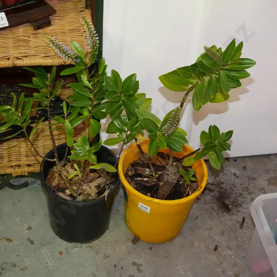 2x potted hebes