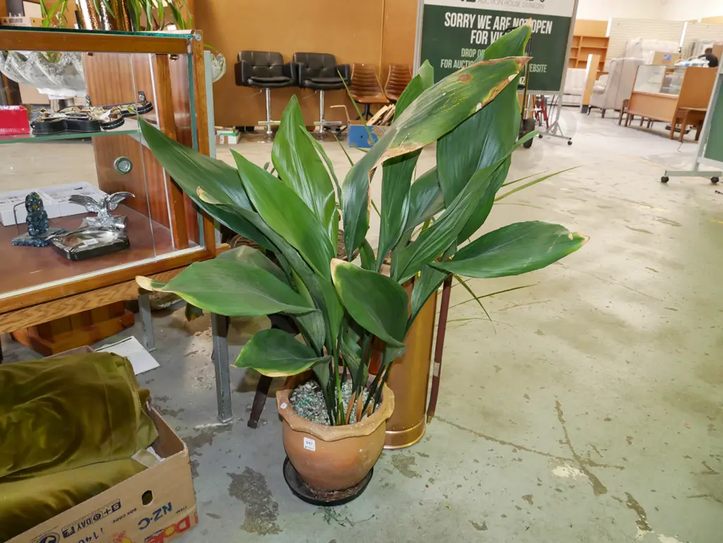 terracotta planter and indoor plants Image 1++