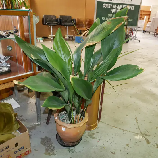 terracotta planter and indoor plants