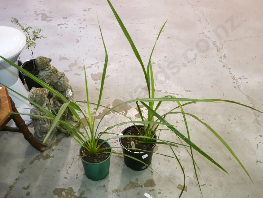 2x cabbage trees Image 1++