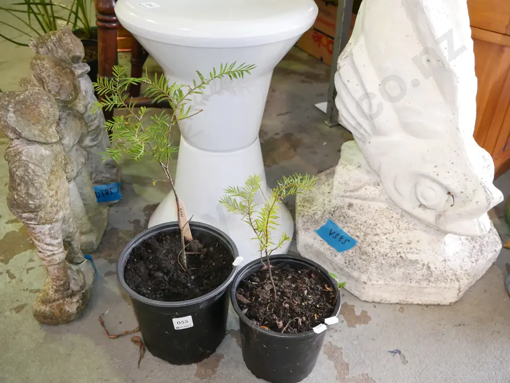 2x potted miro Image 1++