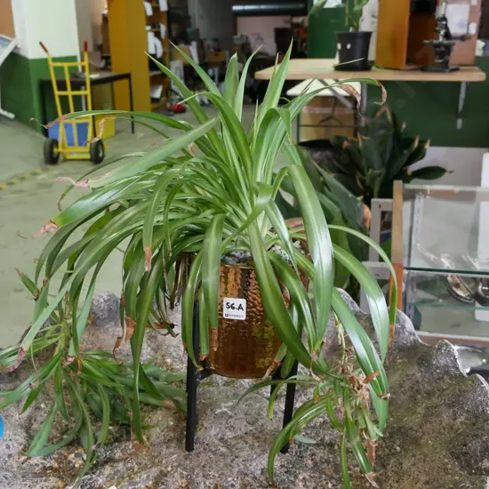 all over gold planter on wooden metal stand with plant