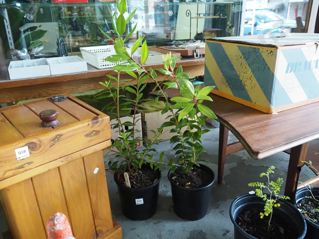 2x potted pohutukawa Image 1++