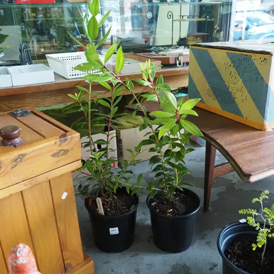 2x potted pohutukawa
